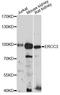 ERCC Excision Repair 3, TFIIH Core Complex Helicase Subunit antibody, LS-C747787, Lifespan Biosciences, Western Blot image 