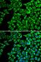 Hepatic lipase antibody, A13508, ABclonal Technology, Western Blot image 