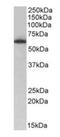 Negative elongation factor C/D antibody, orb125086, Biorbyt, Western Blot image 
