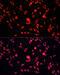 Y-Box Binding Protein 1 antibody, 16-186, ProSci, Immunofluorescence image 