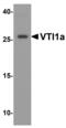 Vesicle Transport Through Interaction With T-SNAREs 1A antibody, LS-B13089, Lifespan Biosciences, Western Blot image 