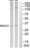 Single-Strand-Selective Monofunctional Uracil-DNA Glycosylase 1 antibody, abx015038, Abbexa, Western Blot image 