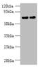 Kelch Like ECH Associated Protein 1 antibody, A59534-100, Epigentek, Western Blot image 