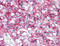 Neural Cell Adhesion Molecule 1 antibody, AM05639PU-N, Origene, Immunohistochemistry frozen image 