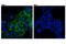 Cadherin 2 antibody, 14215S, Cell Signaling Technology, Immunofluorescence image 
