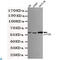 Fos Proto-Oncogene, AP-1 Transcription Factor Subunit antibody, LS-C812967, Lifespan Biosciences, Western Blot image 