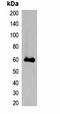 mStrawberry Tag antibody, orb323082, Biorbyt, Western Blot image 