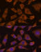 Prolylendopeptidase-like antibody, 15-494, ProSci, Immunofluorescence image 