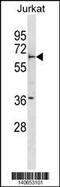 F-box/WD repeat-containing protein 5 antibody, 60-576, ProSci, Western Blot image 