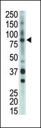 BMX Non-Receptor Tyrosine Kinase antibody, LS-C99167, Lifespan Biosciences, Western Blot image 