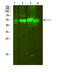 ATPase H+ Transporting Accessory Protein 1 antibody, A06742S1, Boster Biological Technology, Western Blot image 