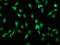 Laminin Subunit Alpha 2 antibody, LS-C670554, Lifespan Biosciences, Immunofluorescence image 