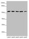 Centrosomal Protein 57 Like 1 antibody, LS-C675505, Lifespan Biosciences, Western Blot image 