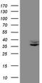 FR-beta antibody, TA808018, Origene, Western Blot image 