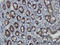ZPR1 Zinc Finger antibody, LS-C133096, Lifespan Biosciences, Immunohistochemistry frozen image 