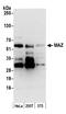 Myc-associated zinc finger protein antibody, A301-652A, Bethyl Labs, Western Blot image 