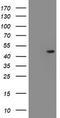 Serpin Family F Member 1 antibody, LS-C786988, Lifespan Biosciences, Western Blot image 