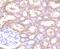 RRAD And GEM Like GTPase 2 antibody, NBP2-67105, Novus Biologicals, Immunohistochemistry paraffin image 