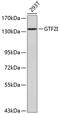 SPIN antibody, 13-220, ProSci, Western Blot image 