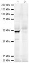 Forkhead Box G1 antibody, ab18259, Abcam, Western Blot image 