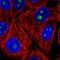 Surfeit 6 antibody, NBP2-57677, Novus Biologicals, Immunofluorescence image 