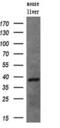 UNG1 antibody, MA5-25686, Invitrogen Antibodies, Western Blot image 