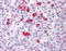 Beta-Secretase 1 antibody, TA341059, Origene, Immunohistochemistry paraffin image 
