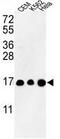 Histone Cluster 3 H3 antibody, GTX80943, GeneTex, Western Blot image 