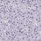 Coiled-Coil Domain Containing 105 antibody, HPA058585, Atlas Antibodies, Immunohistochemistry paraffin image 