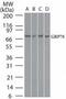 Heat Shock Protein Family A (Hsp70) Member 5 antibody, PA1-41404, Invitrogen Antibodies, Western Blot image 