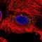 Transthyretin antibody, HPA002550, Atlas Antibodies, Immunofluorescence image 