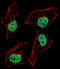 Nuclear Transcription Factor Y Subunit Beta antibody, abx027976, Abbexa, Immunocytochemistry image 