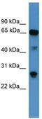 Calnexin antibody, TA342727, Origene, Western Blot image 