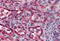 Cytochrome C, Somatic antibody, MBS246113, MyBioSource, Immunohistochemistry paraffin image 