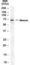 Moesin antibody, NB100-40811, Novus Biologicals, Western Blot image 