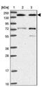 Myotubularin-related protein 13 antibody, NBP2-13283, Novus Biologicals, Western Blot image 