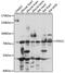 Phosphodiesterase 1C antibody, 15-862, ProSci, Western Blot image 