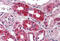 Neuropeptide S receptor antibody, MBS244822, MyBioSource, Immunohistochemistry frozen image 