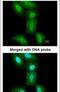 PSMC5 antibody, PA5-28234, Invitrogen Antibodies, Immunofluorescence image 