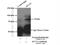 Sodium Channel And Clathrin Linker 1 antibody, 14875-1-AP, Proteintech Group, Immunoprecipitation image 