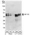 Nuclear transcription factor Y subunit alpha antibody, A302-105A, Bethyl Labs, Western Blot image 