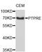 Receptor-type tyrosine-protein phosphatase epsilon antibody, abx127022, Abbexa, Western Blot image 