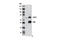 Chromatin Licensing And DNA Replication Factor 1 antibody, 8064S, Cell Signaling Technology, Immunoprecipitation image 