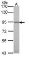 Golgin A5 antibody, GTX104255, GeneTex, Western Blot image 