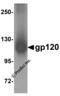 Envelope glycoprotein antibody, 4641, ProSci Inc, Western Blot image 