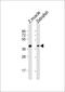 Homeobox protein engrailed-2b antibody, MBS9216279, MyBioSource, Western Blot image 