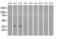 SDH antibody, MA5-24991, Invitrogen Antibodies, Western Blot image 