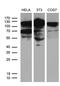 5'-3' Exoribonuclease 2 antibody, M02797, Boster Biological Technology, Western Blot image 