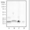 Histone Cluster 2 H3 Family Member D antibody, NBP2-33237, Novus Biologicals, Western Blot image 