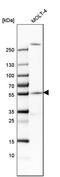 Centrosomal Protein 57 antibody, PA5-53777, Invitrogen Antibodies, Western Blot image 